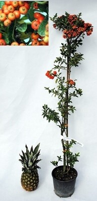 Piracanta, Pyracantha Mohave, bacca rossa - vaso Ø15 cm, h 60 cm