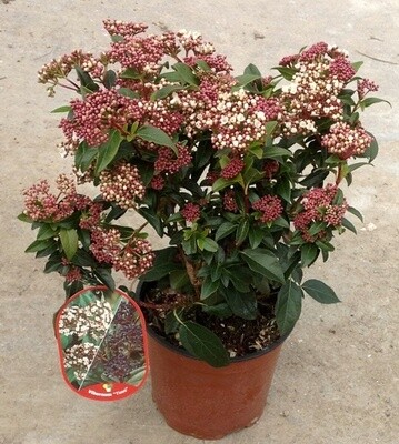 Viburnum tinus -Lentaggine - Viburno - vaso Ø18 cm
