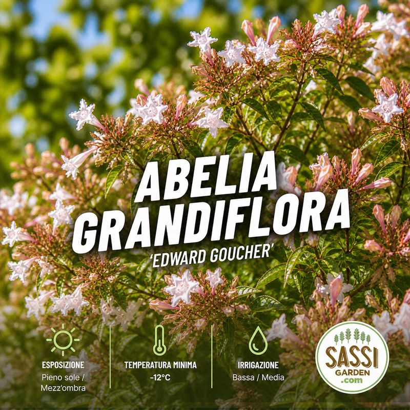 Abelia Grandiflora 'Edward Goucher' - vaso Ø18 cm
