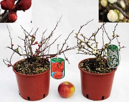 Cotogno giapponese, Chaenomeles japonica, Cydonia, Fiore di pesco - vaso Ø18 cm