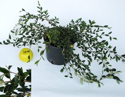 Cotoneaster Salicifolia, Cotoneastro - vaso Ø16 cm