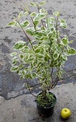 Cornus alba 'Elegantissima' - vaso Ø24 cm
