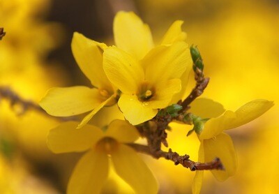 Forsythia x intermedia 'Lynwood' - vaso Ø18 cm