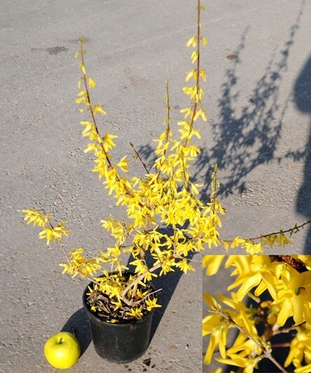 Forsythia x intermedia 'Lynwood' - vaso Ø18 cm