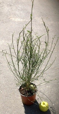 Spartium junceum, Ginestra di Spagna, Ginestra odorosa - vaso Ø 18 cm