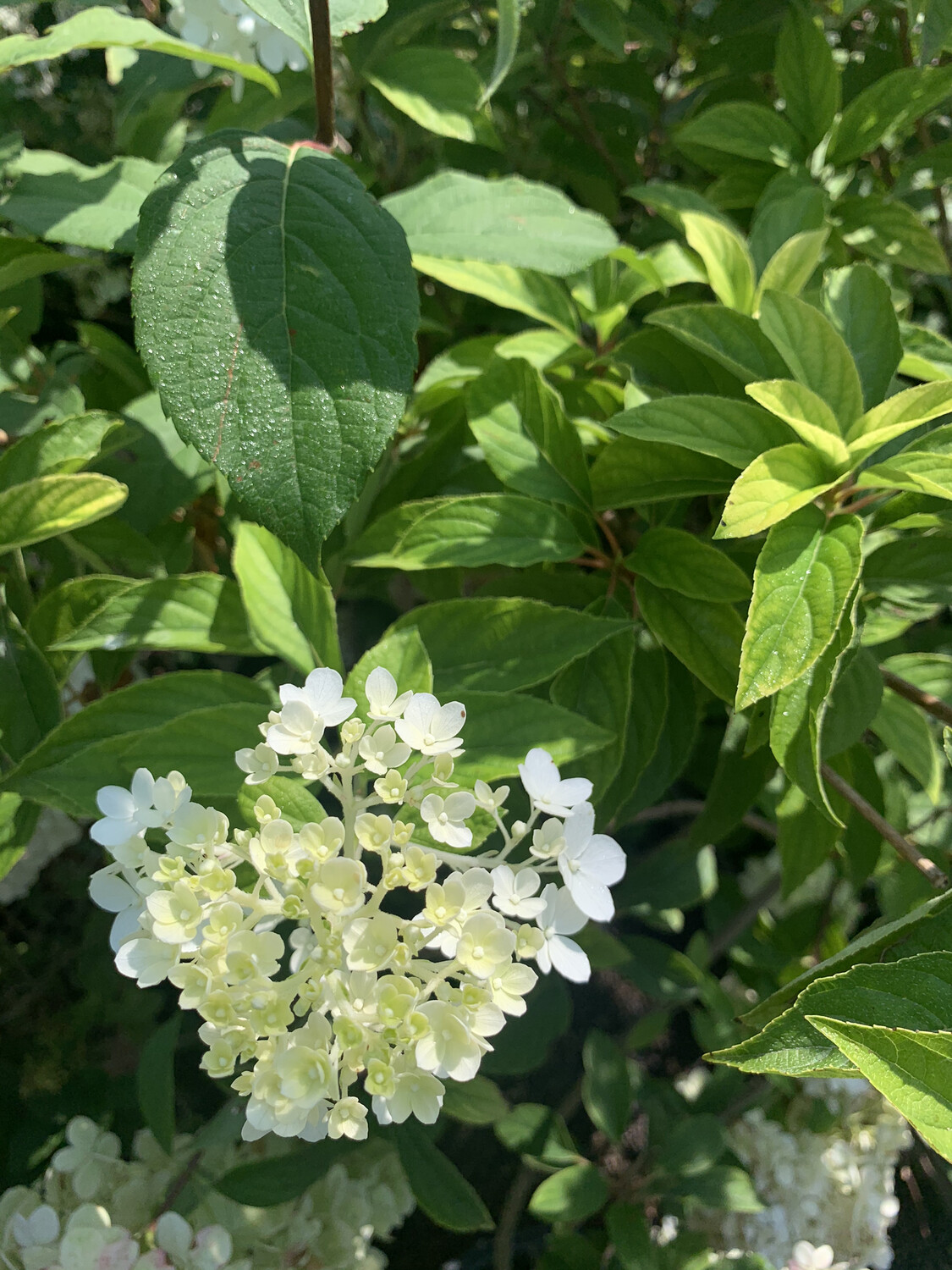 Hydrangea paniculata White, Ortensia paniculata - vaso Ø18 cm scod