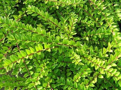 Lonicera nitida ‘Maigrün’ - vaso Ø17 cm