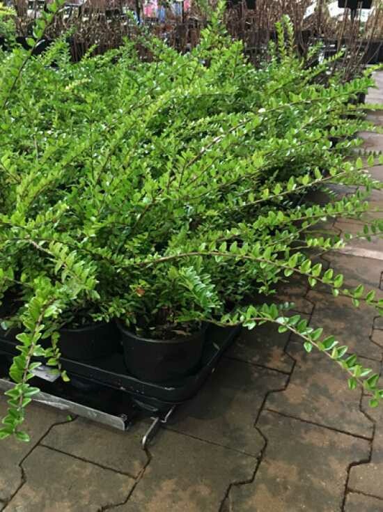 Lonicera nitida ‘Maigrün’ - vaso Ø17 cm