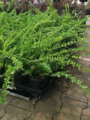 Lonicera nitida ‘Maigrün’ - vaso Ø17 cm