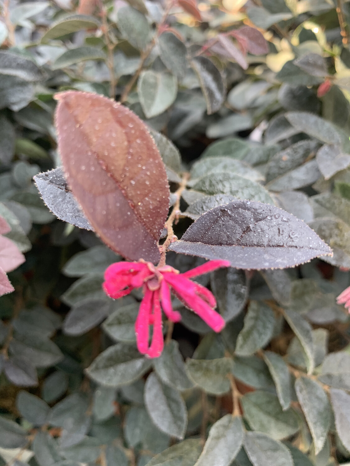 Loropetalo, Loropetalum chinense 'Black Pearl' - vaso Ø18 cm