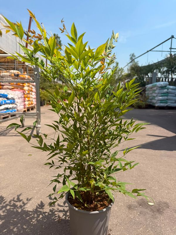 Nandina domestica - vaso Ø18 cm