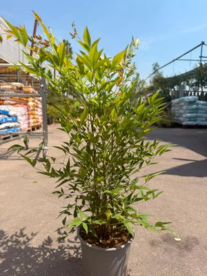 Nandina domestica - vaso Ø18 cm