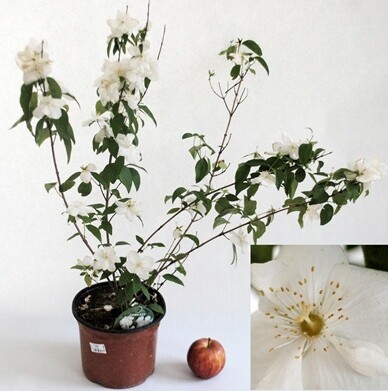 Philadelphus Virginalis - vaso Ø18 cm Philadelphus Virginalis - vaso Ø18 cm