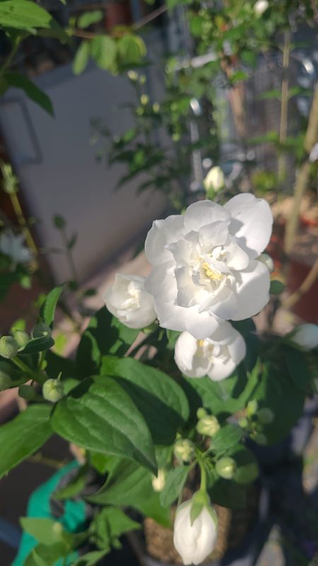 Philadelphus Virginalis - vaso Ø18 cm