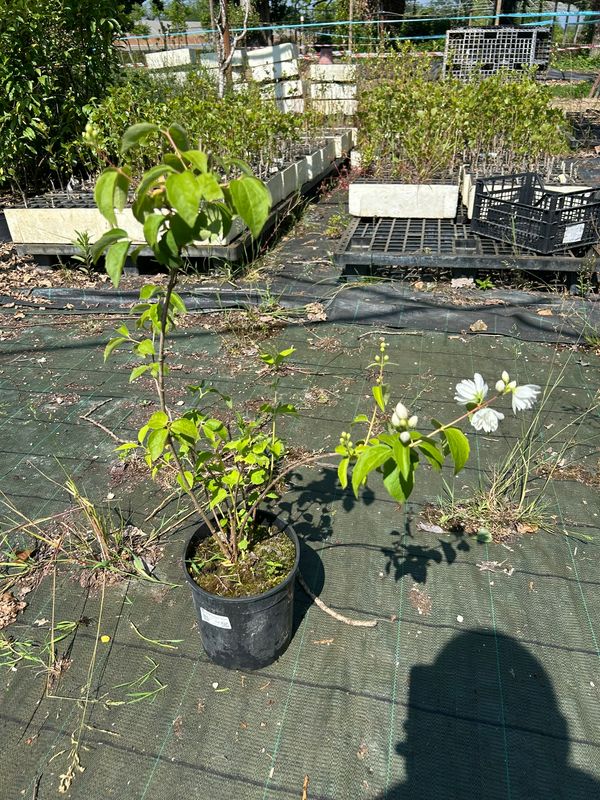 Philadelphus Virginalis - vaso Ø18 cm