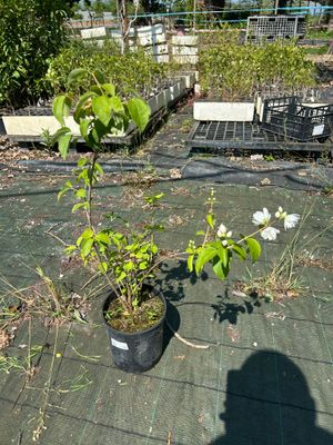 Philadelphus Virginalis - vaso Ø18 cm