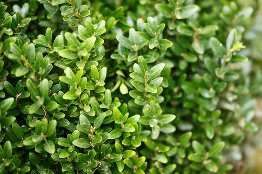 Buxus sempervirens, Bosso - vaso Ø9 cm quadrato cm h20 fuori vaso Buxus sempervirens, Bosso - vaso Ø9 cm quadrato cm h20 fuori vaso
