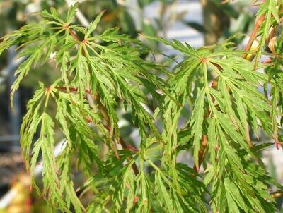 Acer palmatum 'Dissectum Viridis', Acero Giapponese Nano Palmato Verde - vaso Ø24 cm, h 80/90 cm
