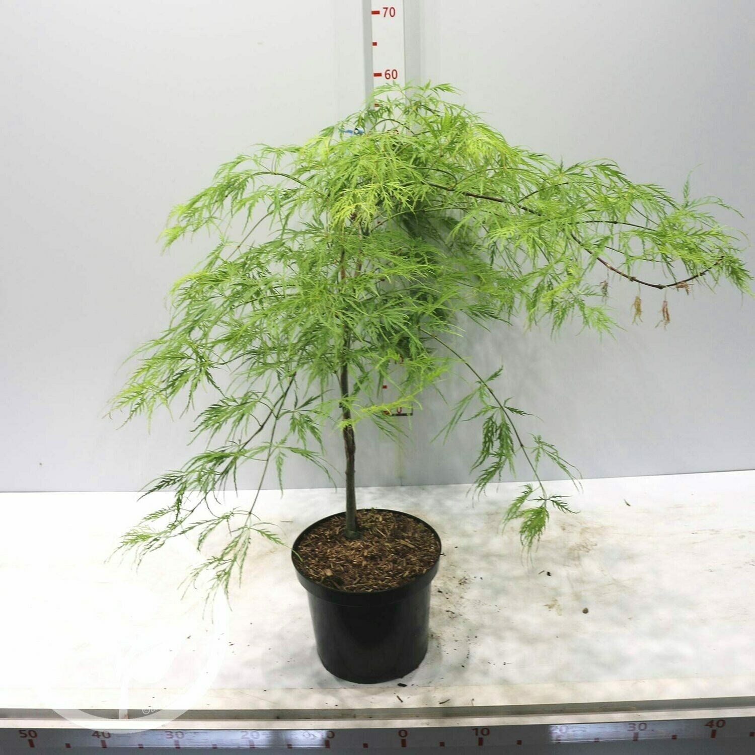 Acer palmatum 'Dissectum Viridis', Acero Giapponese Nano Palmato Verde - vaso Ø24 cm, h 80/90 cm Acer palmatum 'Dissectum Viridis', Acero Giapponese Nano Palmato Verde - vaso Ø24 cm, h 80/90 cm