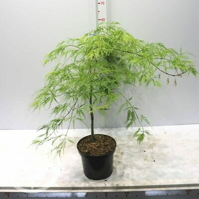 Acer palmatum 'Dissectum Viridis', Acero Giapponese Nano Palmato Verde - vaso Ø24 cm, h 80/90 cm Acer palmatum 'Dissectum Viridis', Acero Giapponese Nano Palmato Verde - vaso Ø24 cm, h 80/90 cm
