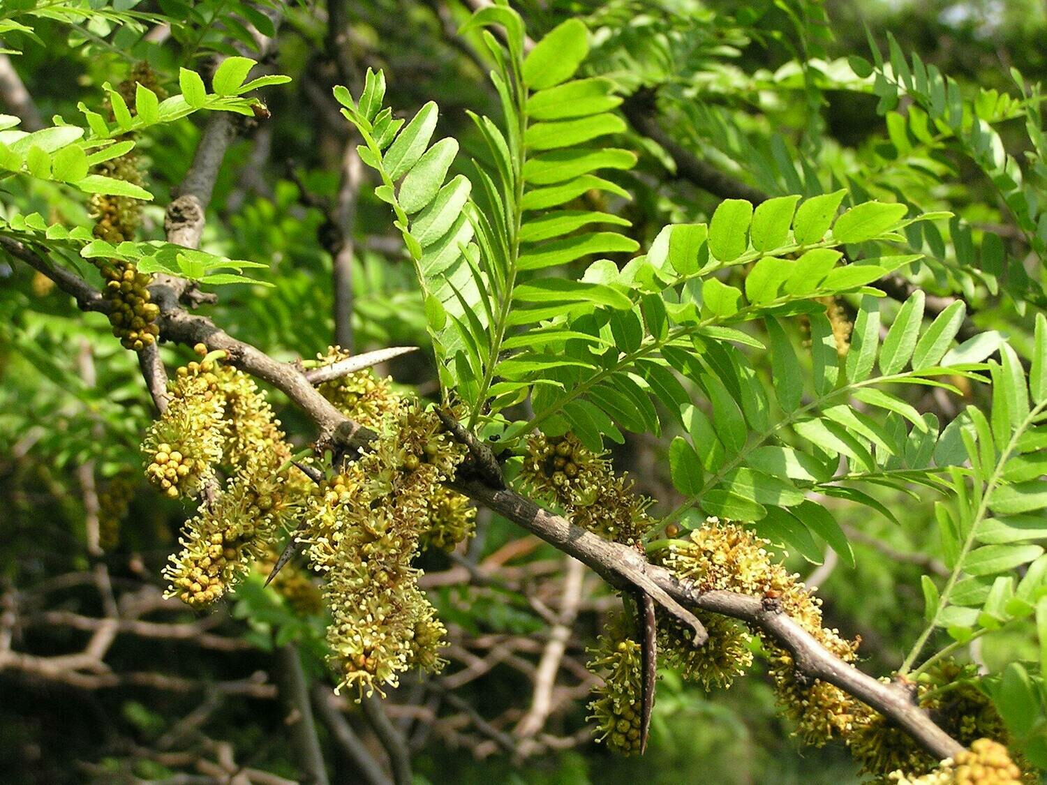 Gleditsia triacanthos, Spino di Giuda - vaso Ø18 cm Gleditsia triacanthos, Spino di Giuda - vaso Ø18 cm