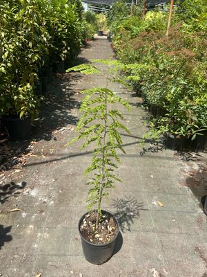 Gleditsia triacanthos, Spino di Giuda - vaso Ø18 cm