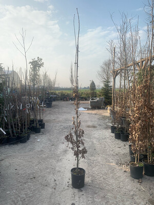 Quercia, Quercus robur 'Fastigiata 'Koster', Quercus rubra 'Pyramidalis Koster' - vaso Ø24 cm h 170
