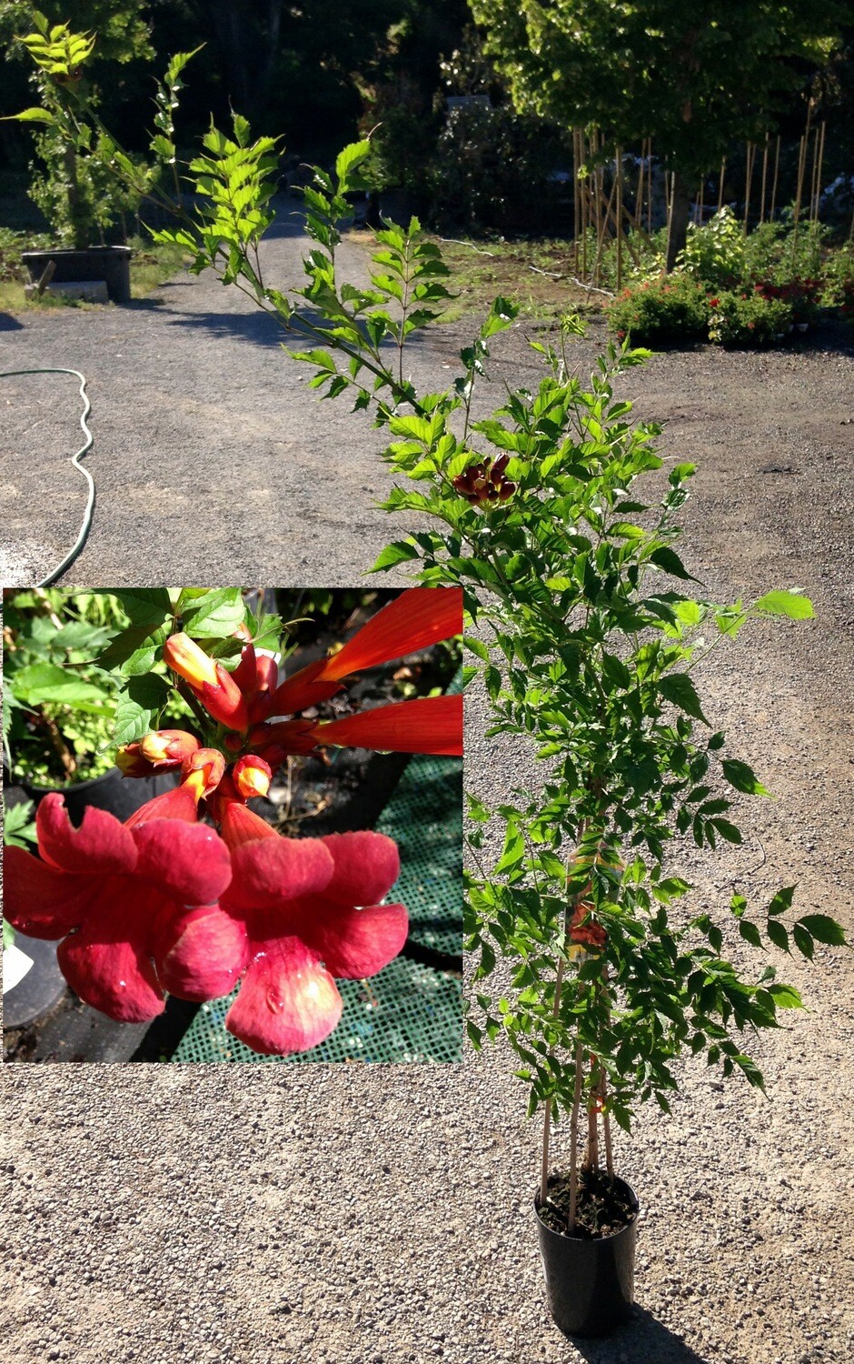 Bignonia Semperflorens, Campsis - vaso Ø18 cm, h 110-130 cm