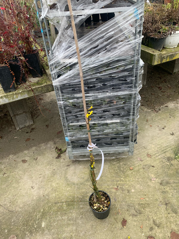 Gelsomino d'inverno, Jasminum nudiflorum - vaso Ø16 cm, h 120 cm