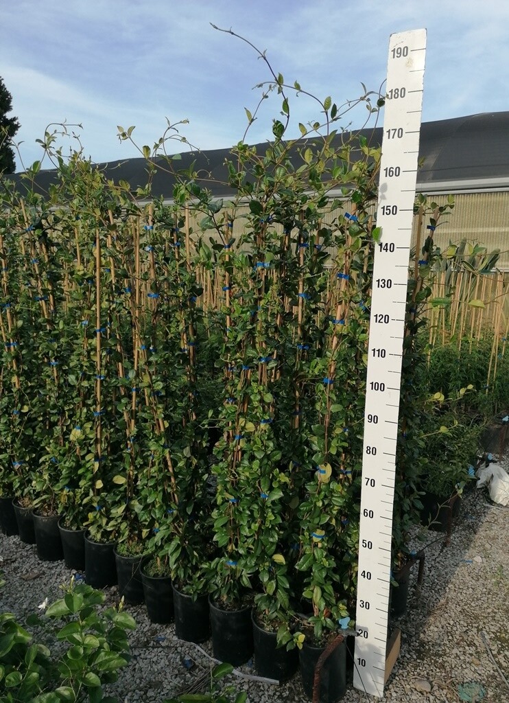 Falso Gelsomino, Trachelospermum jasminoides, Rhyncospermum jasminoides - vaso Ø24cm, h 180 cm, 1 canna