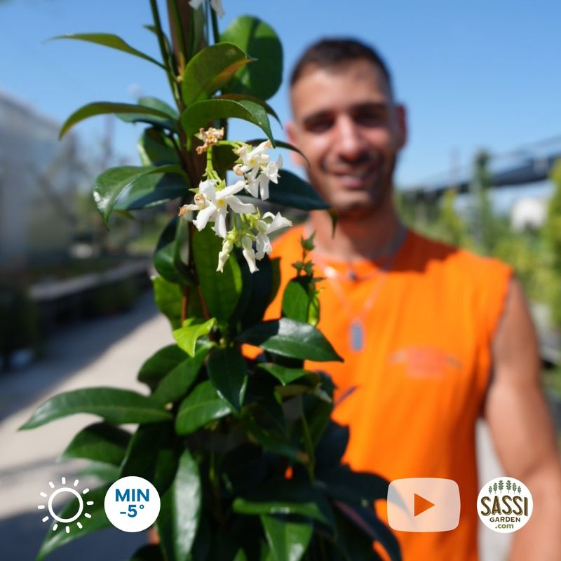 Falso Gelsomino, Rincospermo, Rhyncospermum jasminoides, Trachelospermum jasminoides, FIORE BIANCO - vaso Ø18 cm, h 100 cm