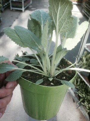Borragine, Borago officinalis, Boragine - vaso Ø14 cm