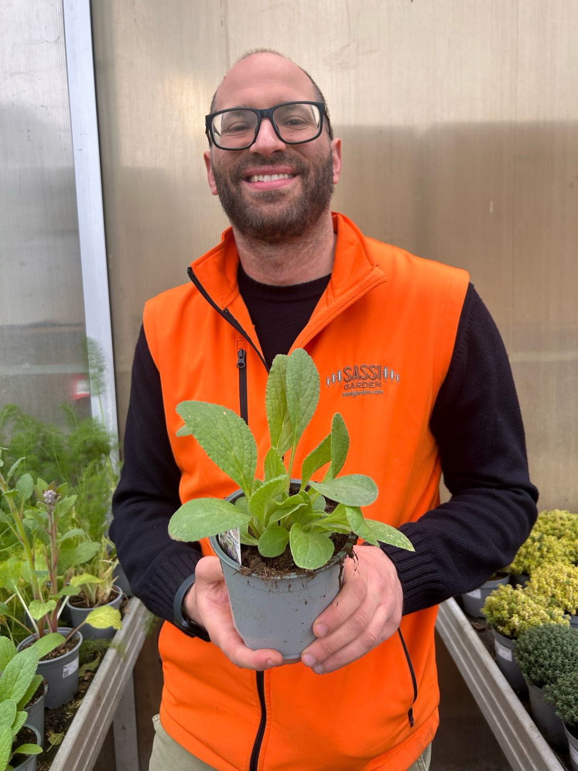 Borragine, Borago officinalis, Boragine - vaso Ø14 cm Borragine, Borago officinalis, Boragine - vaso Ø14 cm
