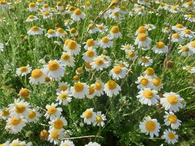 Camomilla romana, Anthemis nobilis - vaso Ø14 cm