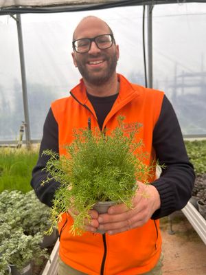 Camomilla romana, Anthemis nobilis - vaso Ø14 cm