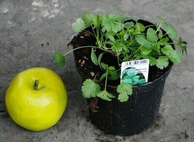 Coriandolo, Coriandrum sativum - vaso Ø14 cm