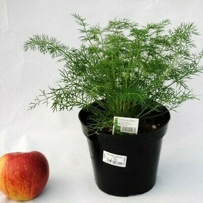 Finocchio Selvatico, Foeniculum vulgare, Finocchietto - vaso Ø14 cm