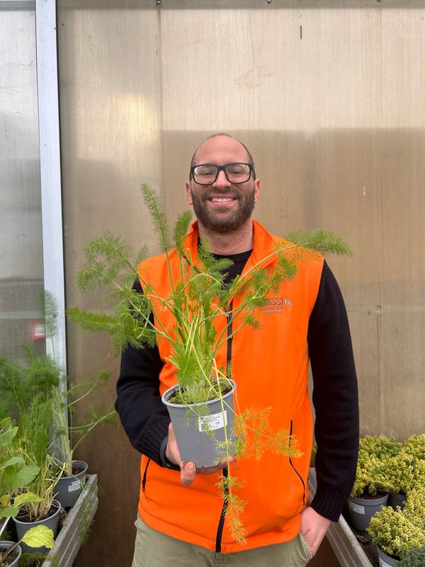Finocchio Selvatico, Foeniculum vulgare, Finocchietto - vaso Ø14 cm