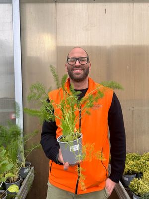 Finocchio Selvatico, Foeniculum vulgare, Finocchietto - vaso Ø14 cm Finocchio Selvatico, Foeniculum vulgare, Finocchietto - vaso Ø14 cm