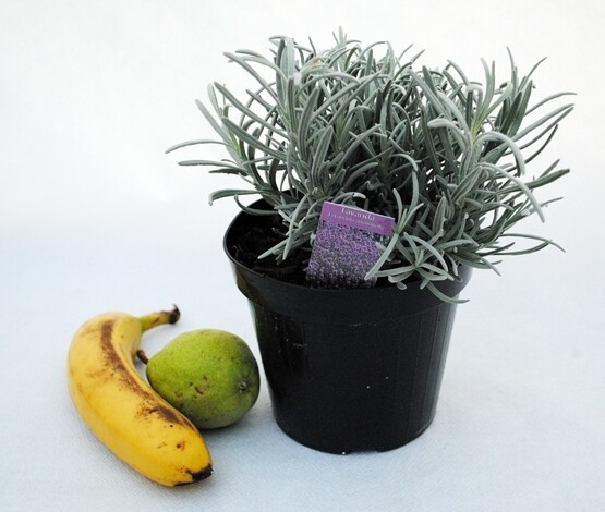 Lavanda Angustifolia, Lavandula - vaso Ø14 cm