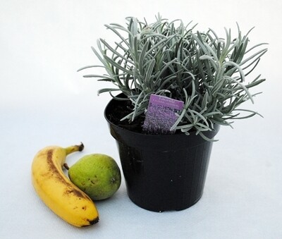Lavanda Angustifolia, Lavandula - vaso Ø14 cm