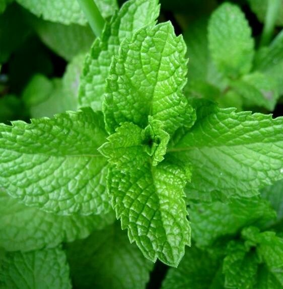 Menta piperita, Mentha - vaso Ø14 cm Menta piperita, Mentha - vaso Ø14 cm