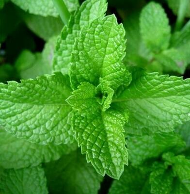 Menta piperita, Mentha - vaso Ø14 cm Menta piperita, Mentha - vaso Ø14 cm
