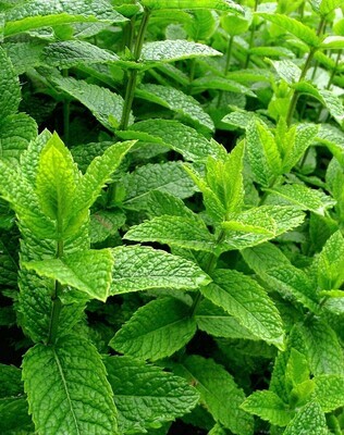 Menta piperita, Mentha - vaso Ø14 cm