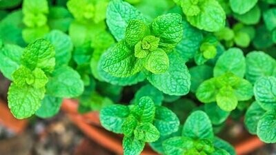 Mentha spicata 'Mojito', Menta Mojito, Hierba Buena - vaso Ø14 cm