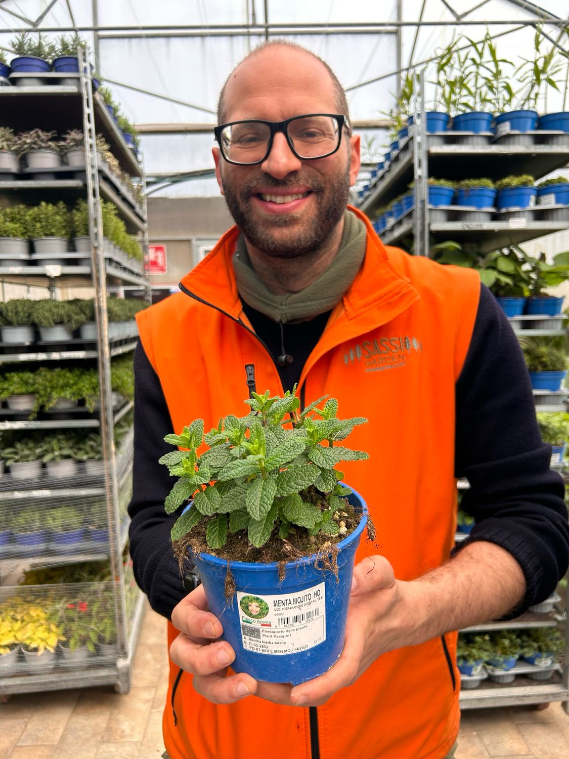 Mentha spicata 'Mojito', Menta Mojito, Hierba Buena - vaso Ø14 cm