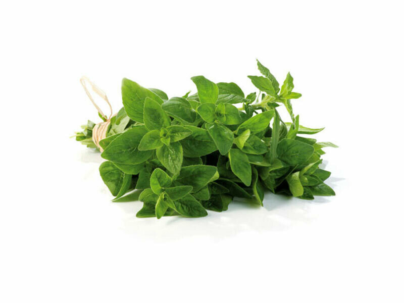 Origano, Origanum vulgare - vaso Ø14 cm