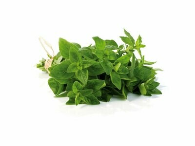 Origano, Origanum vulgare - vaso Ø14 cm