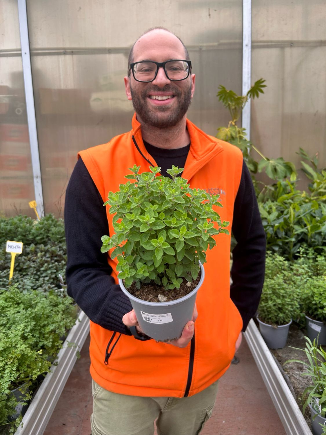 Origano, Origanum vulgare - vaso Ø14 cm