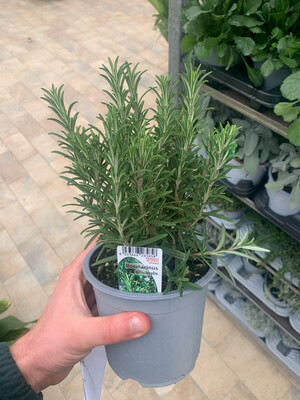 Rosmarino, Rosmarinus officinalis - vaso Ø14 cm